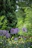 purple petaled flowers