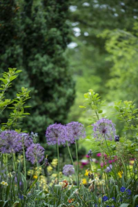 Purple allium flowers shot in natural light with a bumblebee on them against a green garden background