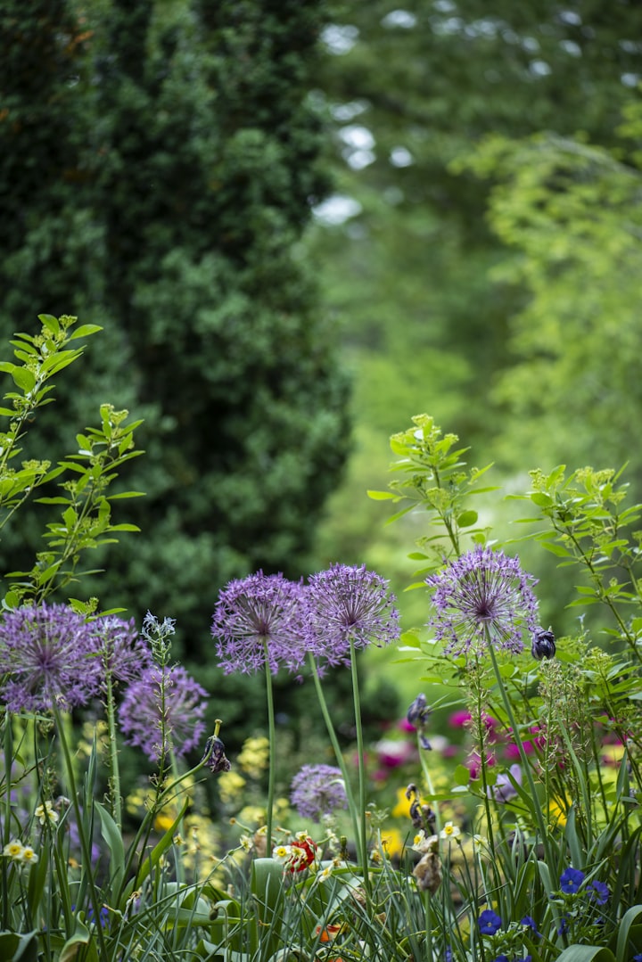 The gratitude garden 