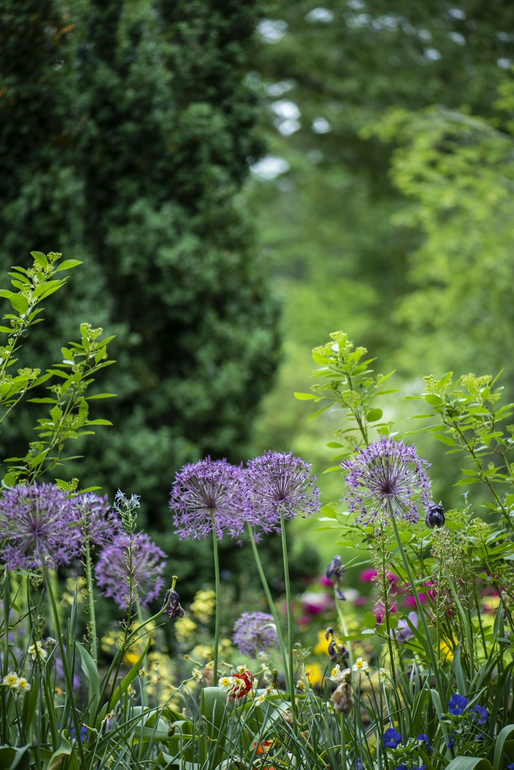 purple petaled flowers