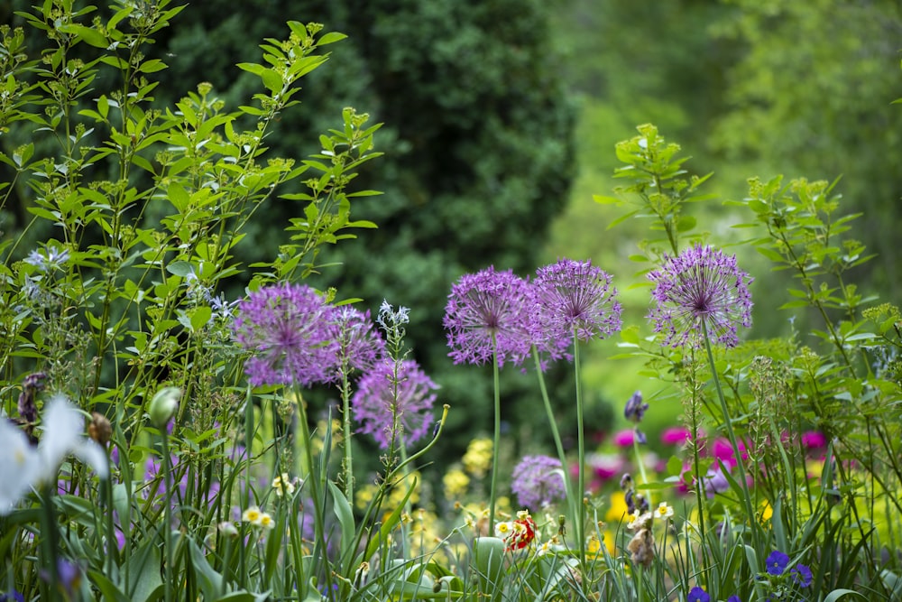 purple petaled flowers during daytime