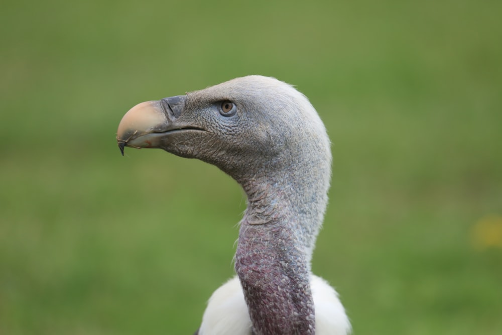 closeup photo of gray vulture