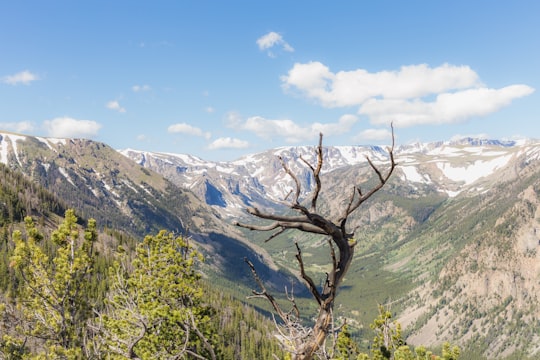 aerial photo of tree on mountain in Beartooth Highway United States