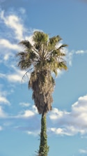 palm tree photography