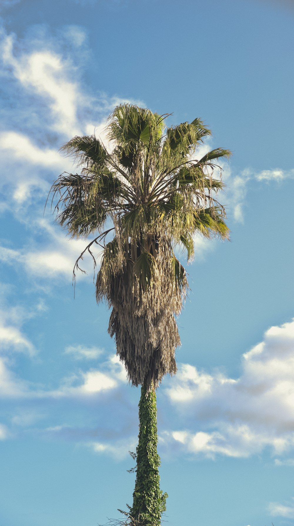 palm tree photography