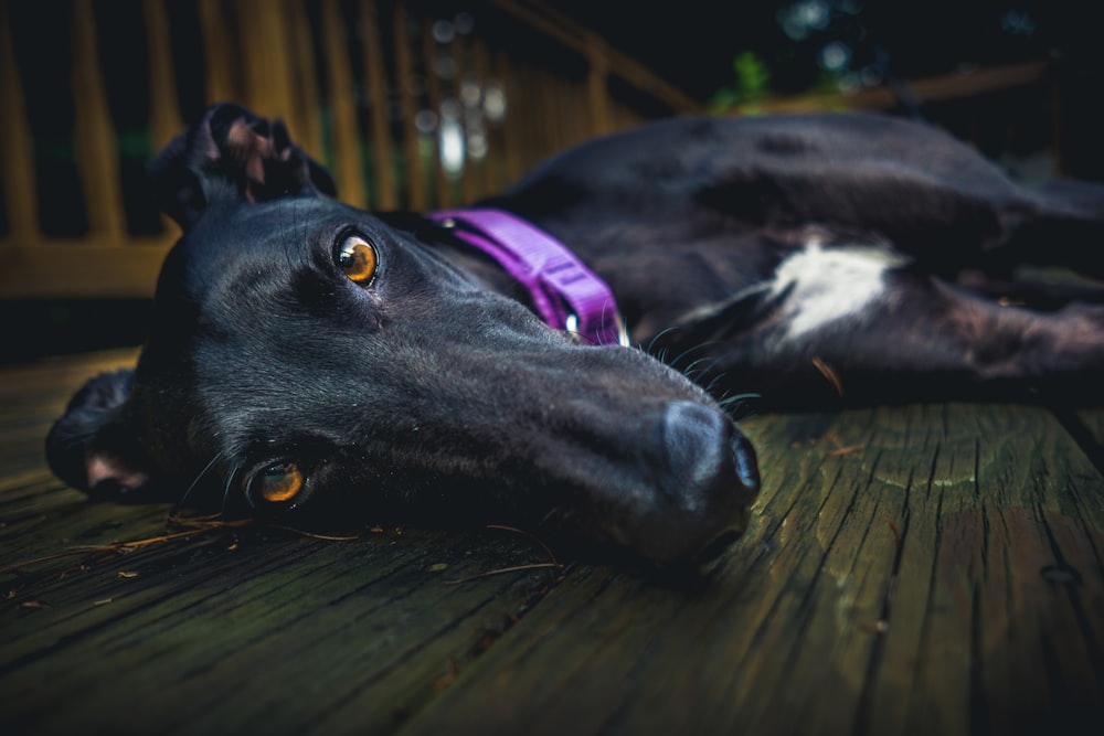 Kurzhaariger schwarzer Hund, der auf brauner Holzoberfläche liegt
