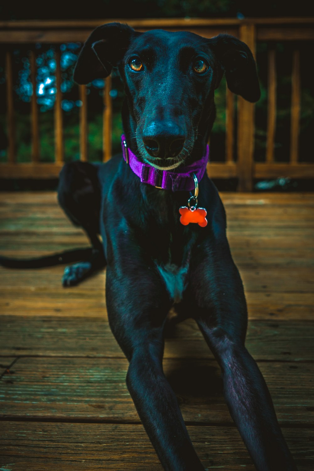 black Labrador dog laying on wooden surface