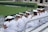 A group of individuals dressed in white naval uniforms with white caps sit together on bleachers, possibly observing an event. The setting appears to be outdoors at a sporting or ceremonial field with grass and a netted fence visible. Some people are seen in the background across the field, suggesting a public gathering.