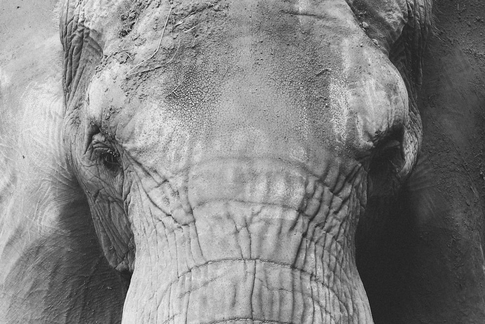 Photo en niveaux de gris de l’éléphant