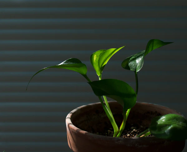 Close-up of a houseplant leaf