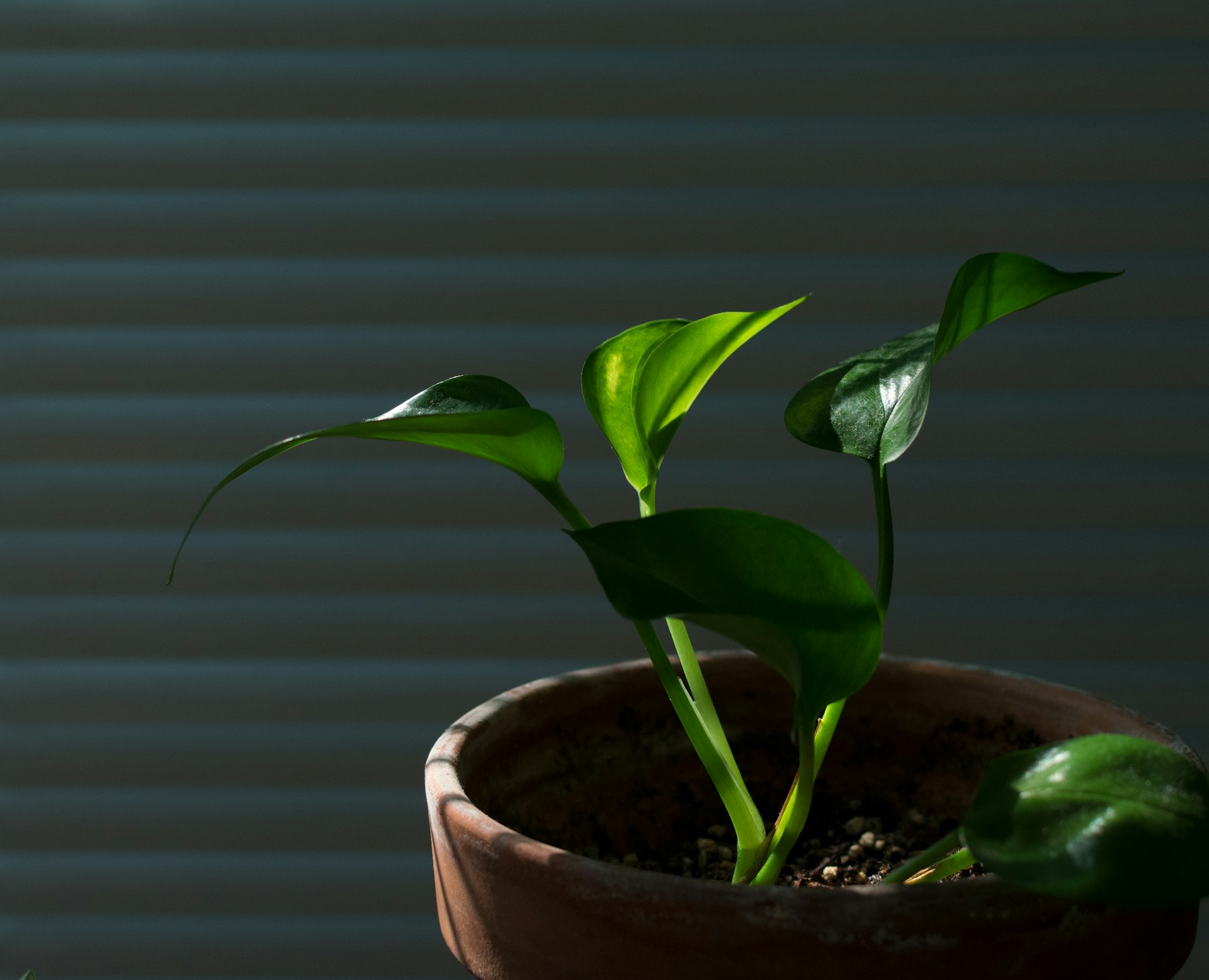 A vibrant green potted plant basking in soft natural light, showcasing fresh leaves and delicate textures.