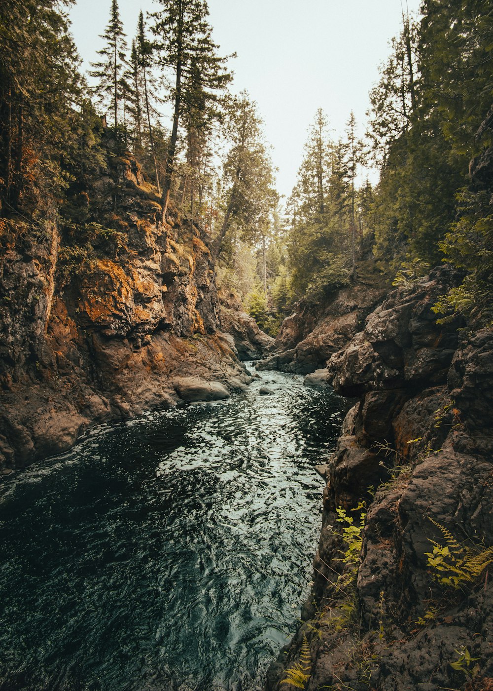 green river between trees and rock formations