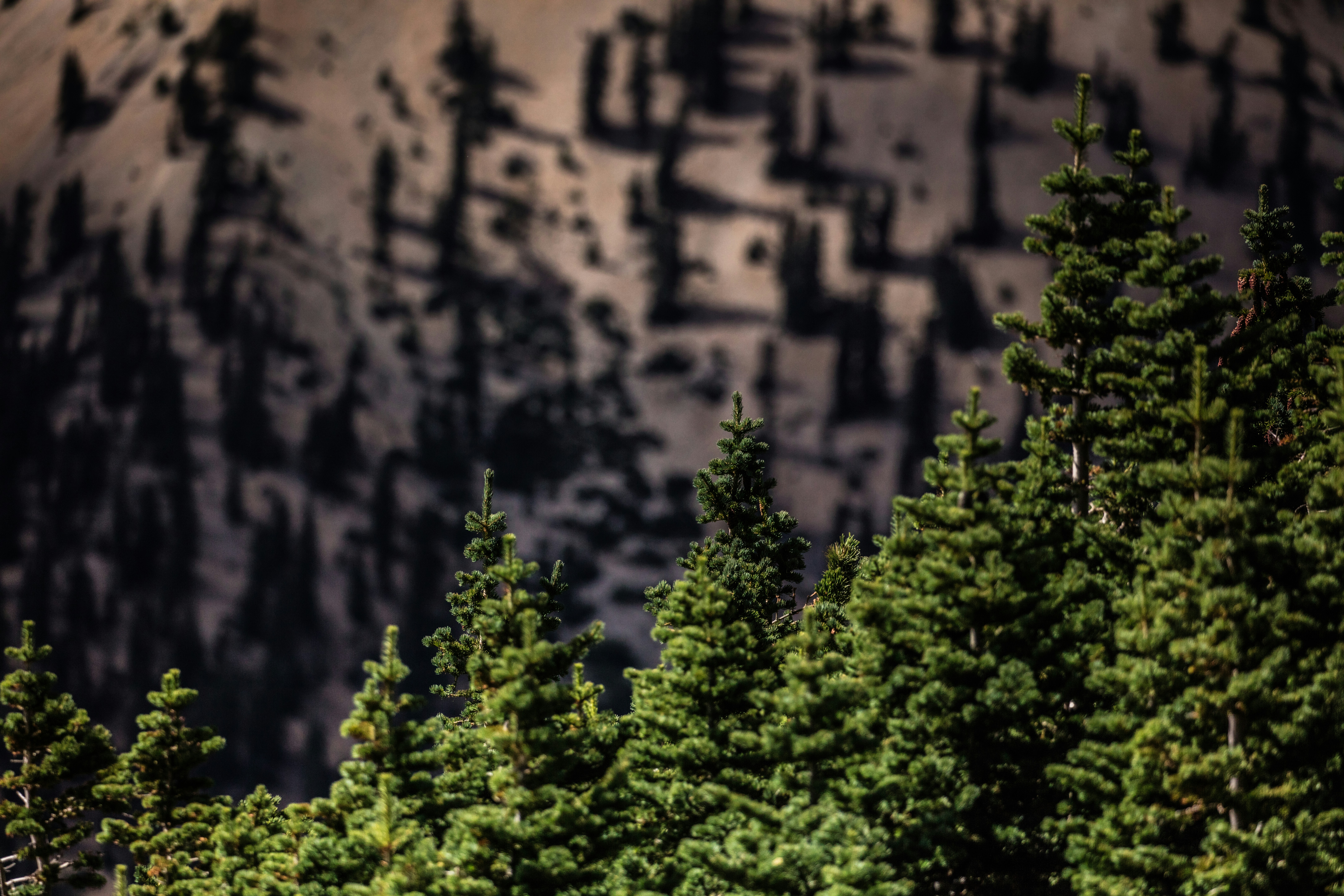 green trees beside brown concrete wall