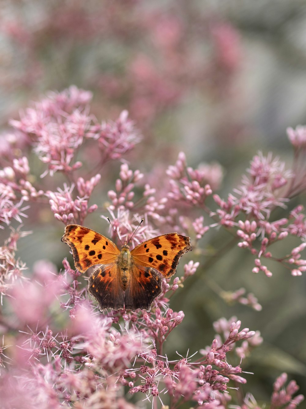brown and black butterfly perched on pink flower