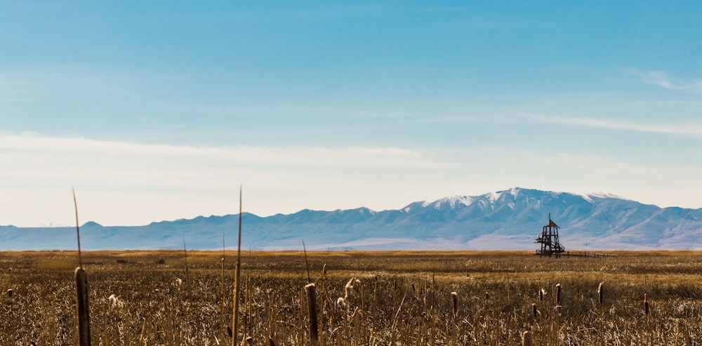 mountains and grasses