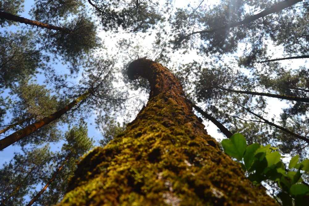 low-angle photo of tree under alto cumulus clouds and clear blue calm sky