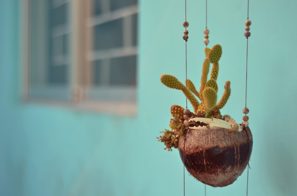 hanging cactus plant