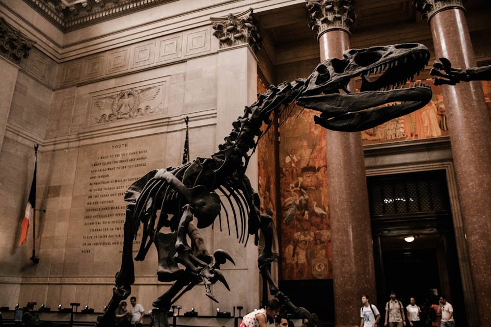 박물관에서 공룡 화석을 보고 있는 사람