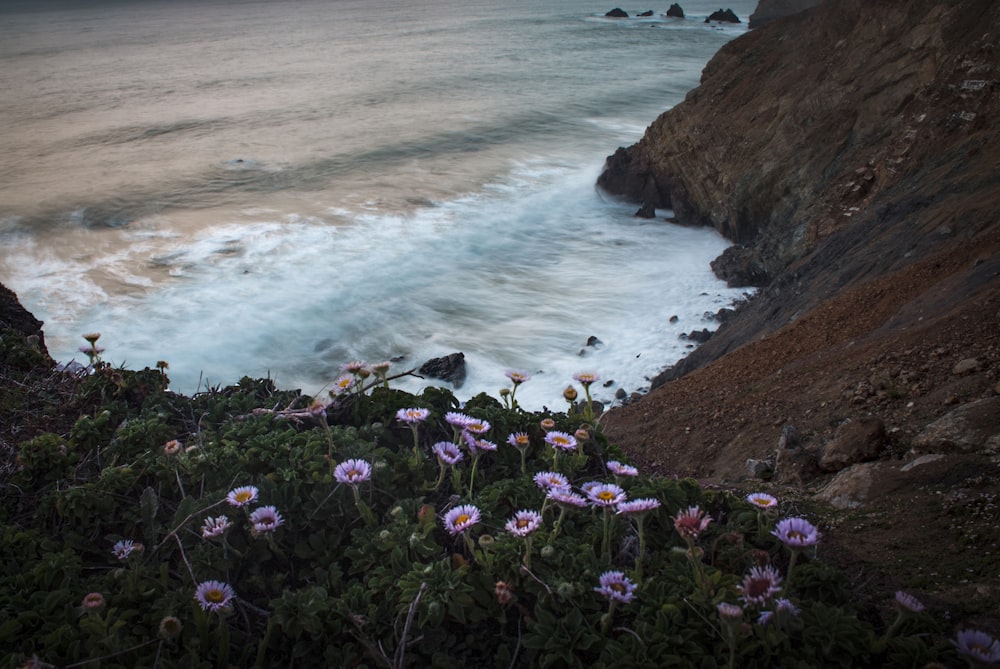 pink daisy flowers beside hill and body of water