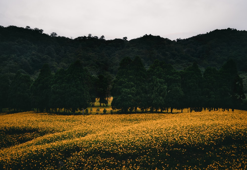 yellow flower field and silhouette of trees