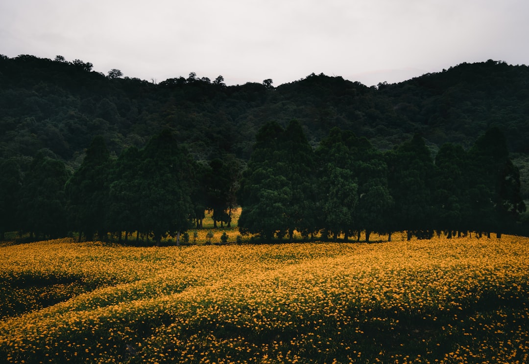 Hill photo spot 赤科山金針花海 Nantou City