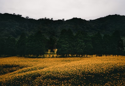 Famous Yellow Flowers Field - Desde Chikeshan, Taiwan