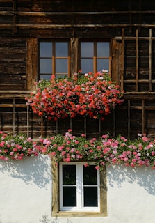 red flowers in bloom