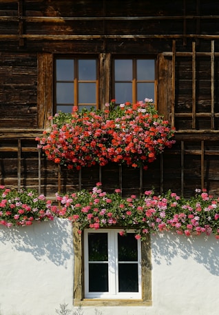 red flowers in bloom
