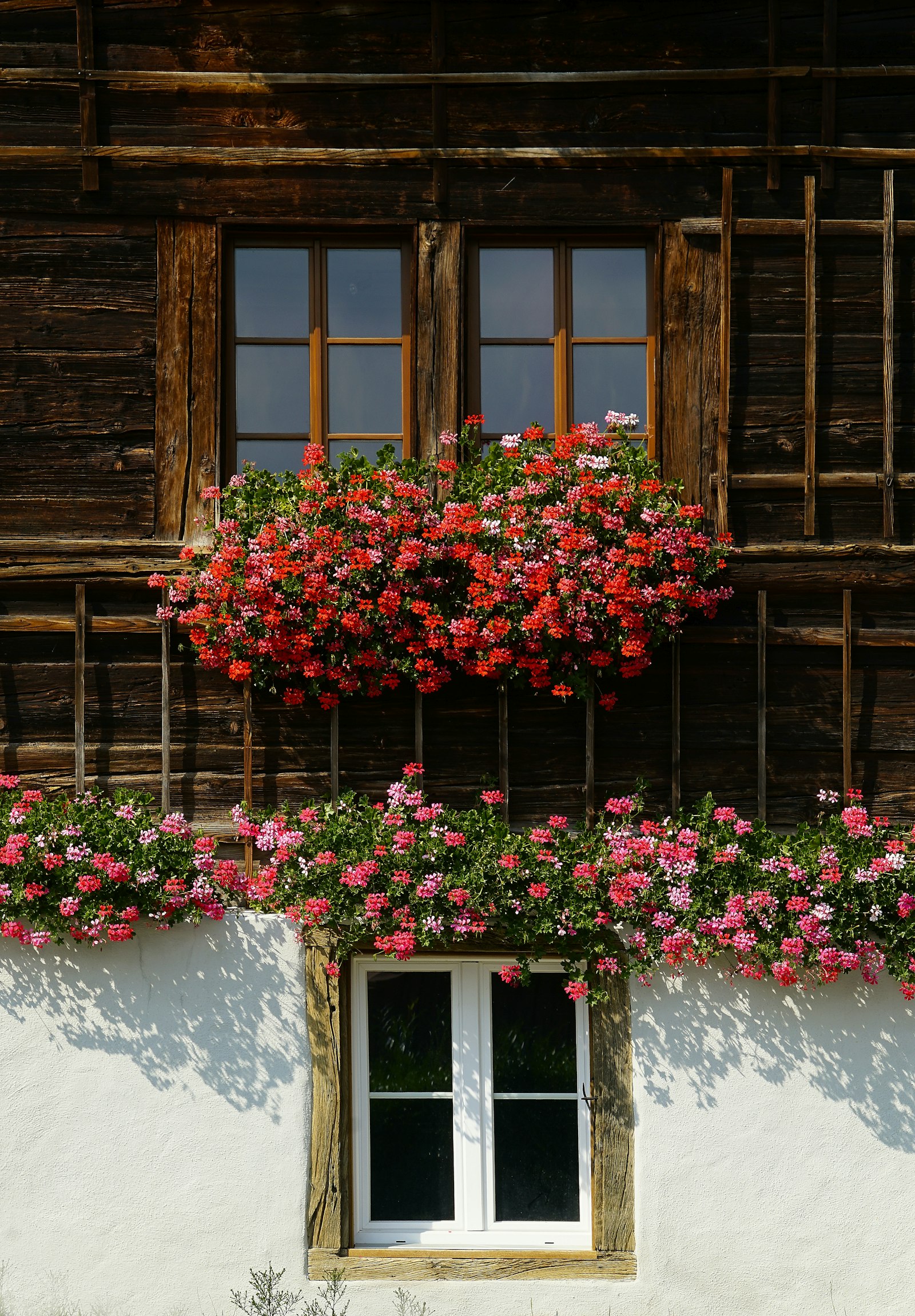 Sony a7R II + Sony E 18-200mm F3.5-6.3 OSS sample photo. Red flowers in bloom photography