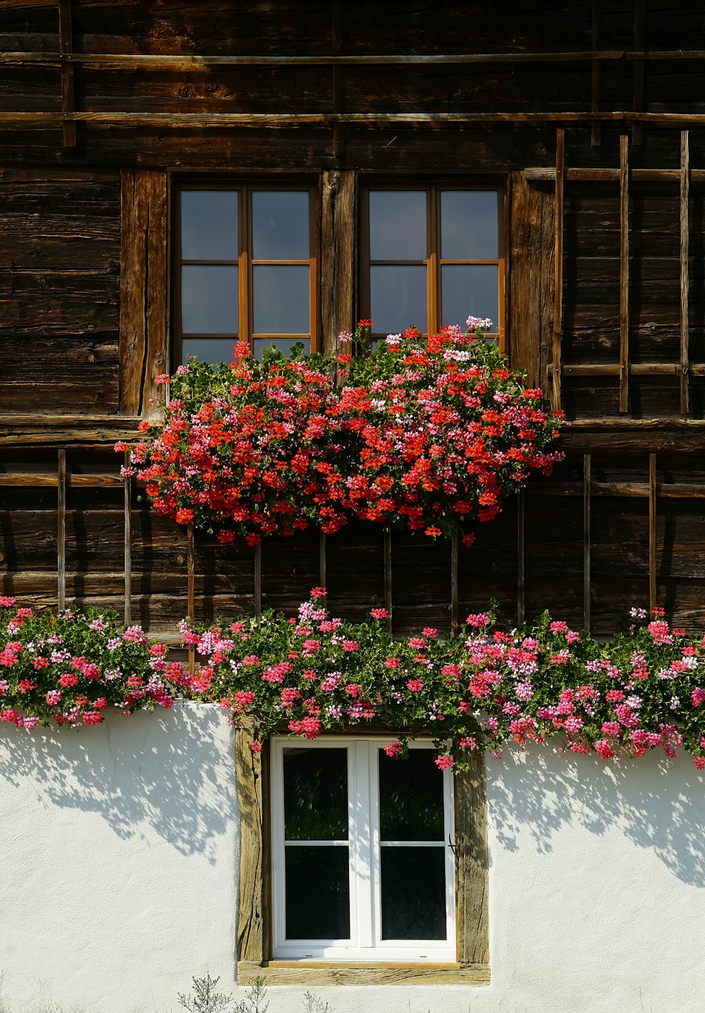 red flowers in bloom