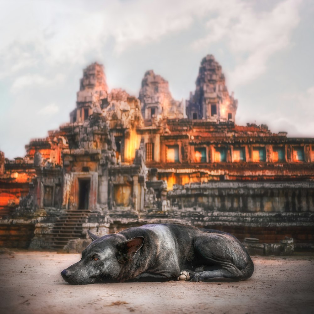 black dog lying on ground with brown concrete building ahead