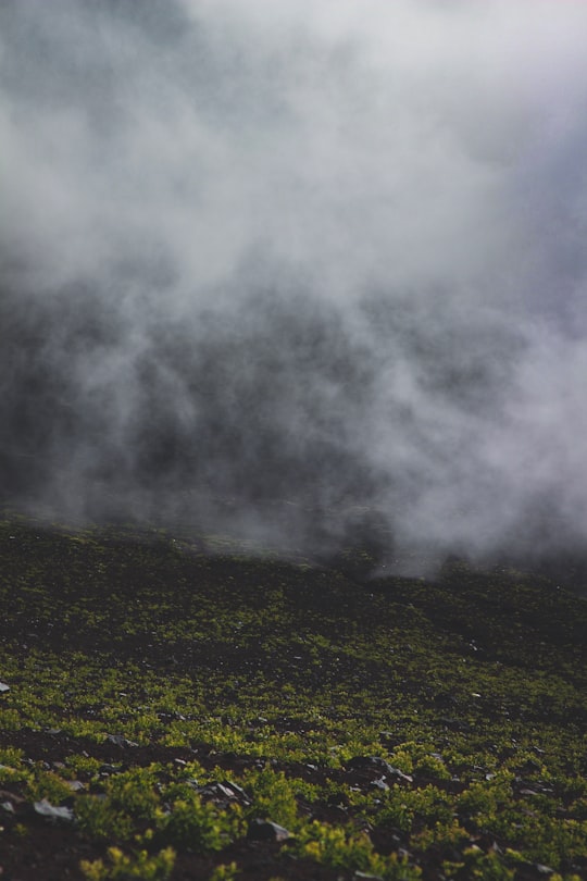 photo of green leafed plants and fog in Mount Fuji Japan