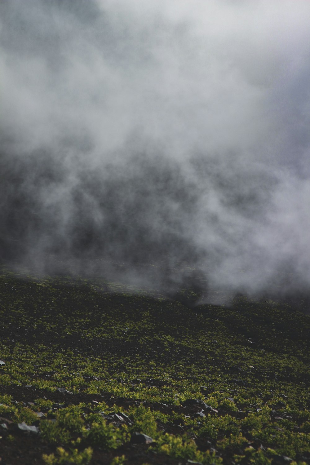 photo de plantes à feuilles vertes et de brouillard