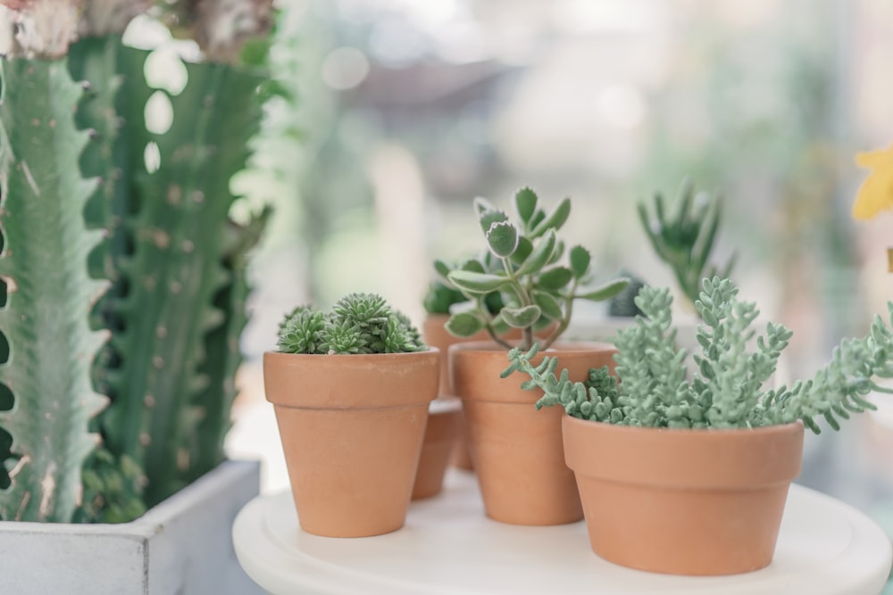 green succulent plants on brown clay pots