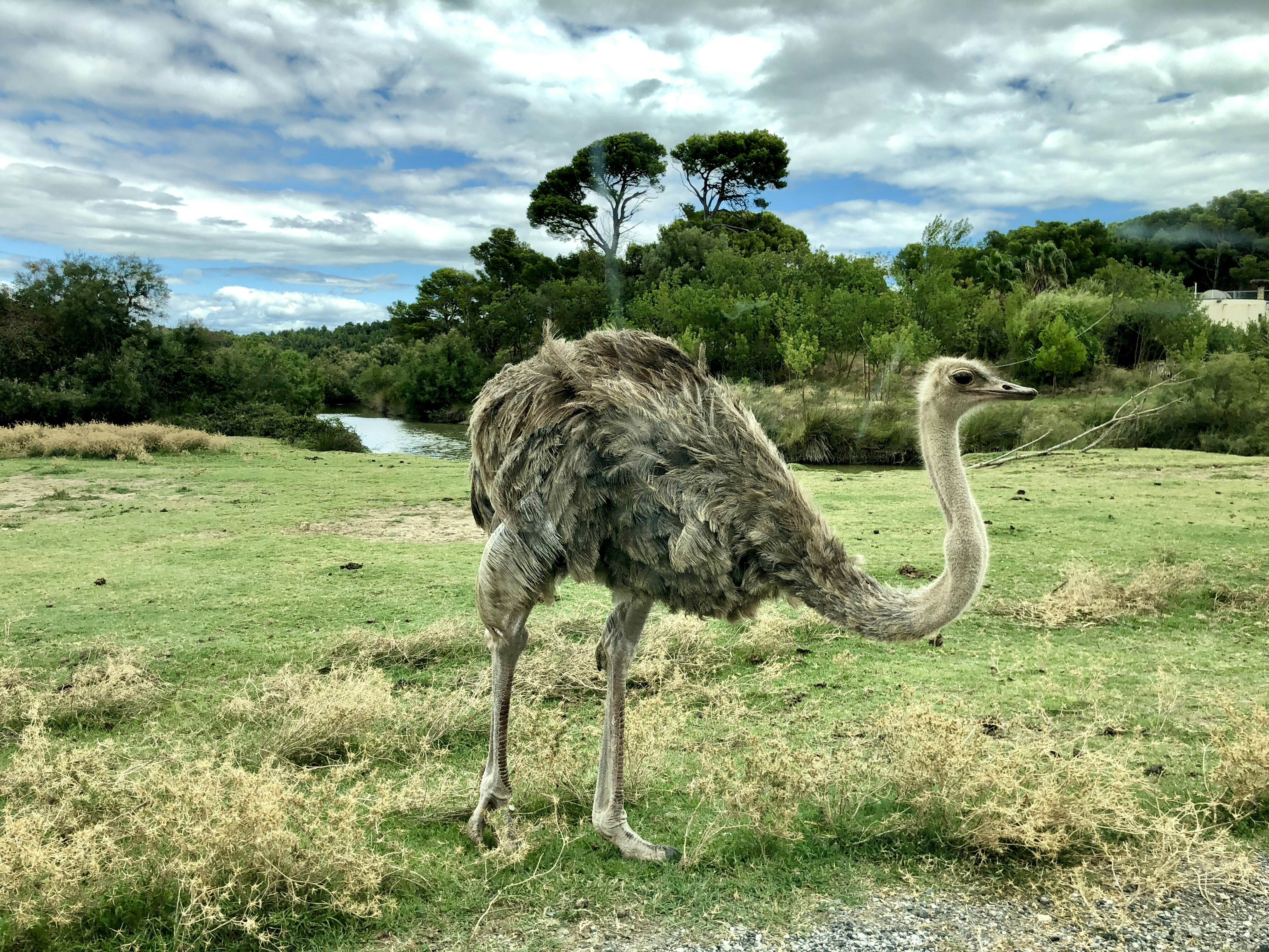 Ostrich