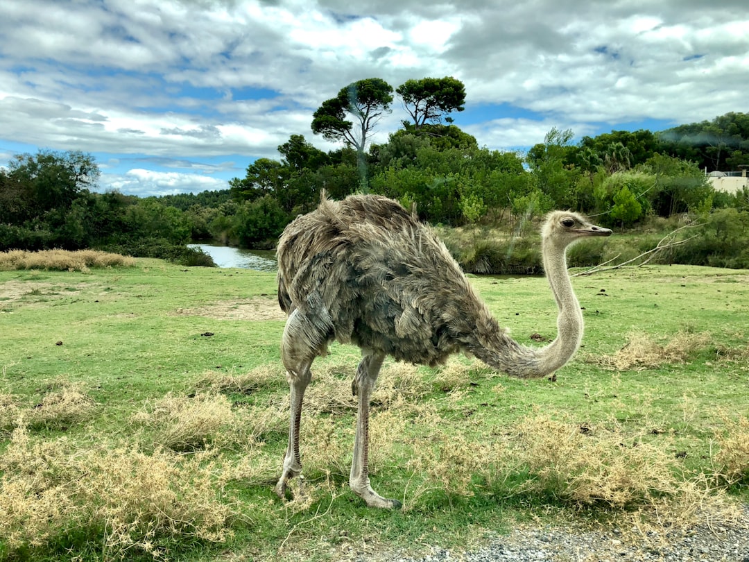 ostrich