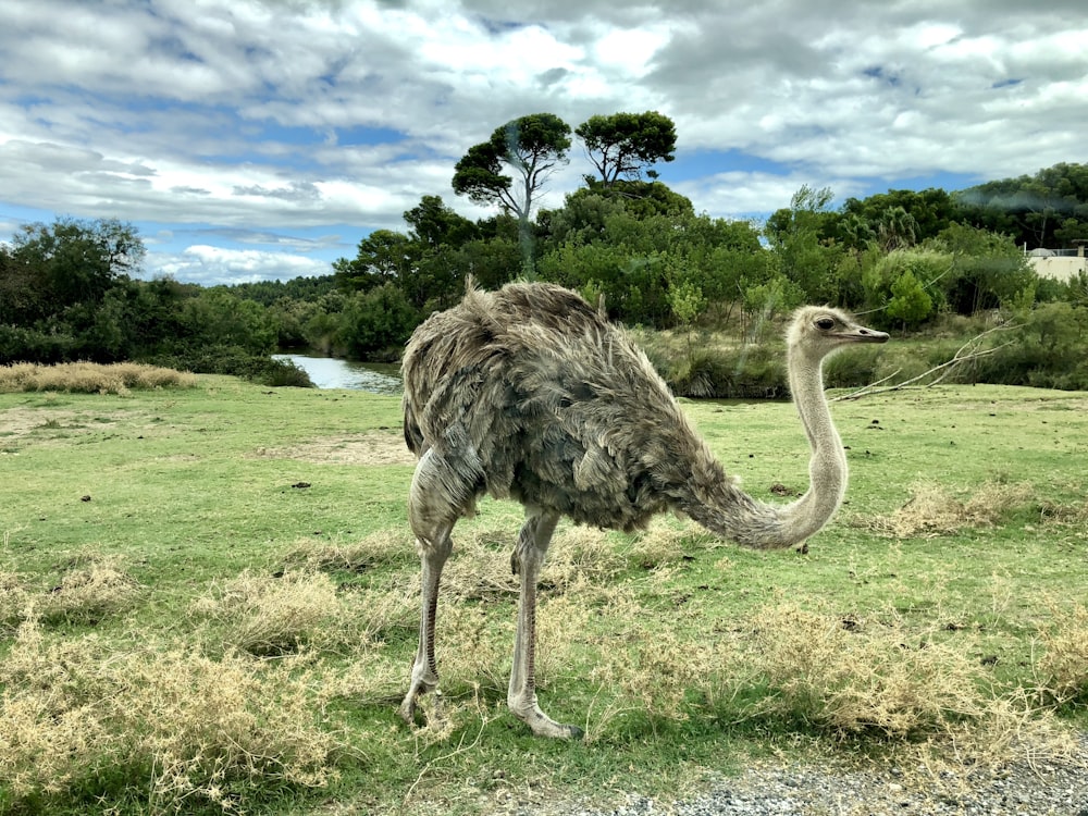 ostrich on green grasses