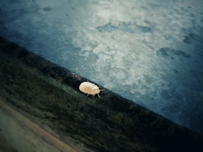 A small, light-colored insect with a segmented body and multiple legs is crawling on a textured surface, which appears to be made of concrete or stone. The lighting is low, casting a shadow and giving the scene a somewhat moody appearance.