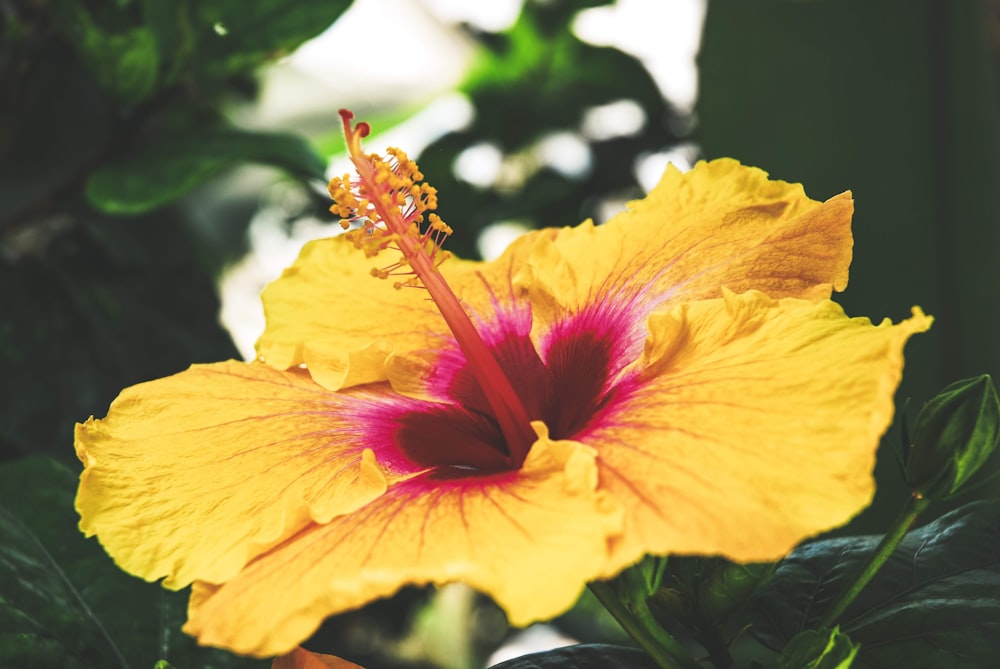 yellow and pink flower