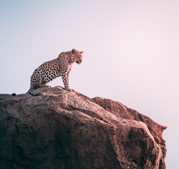 Yala national park - leopard
