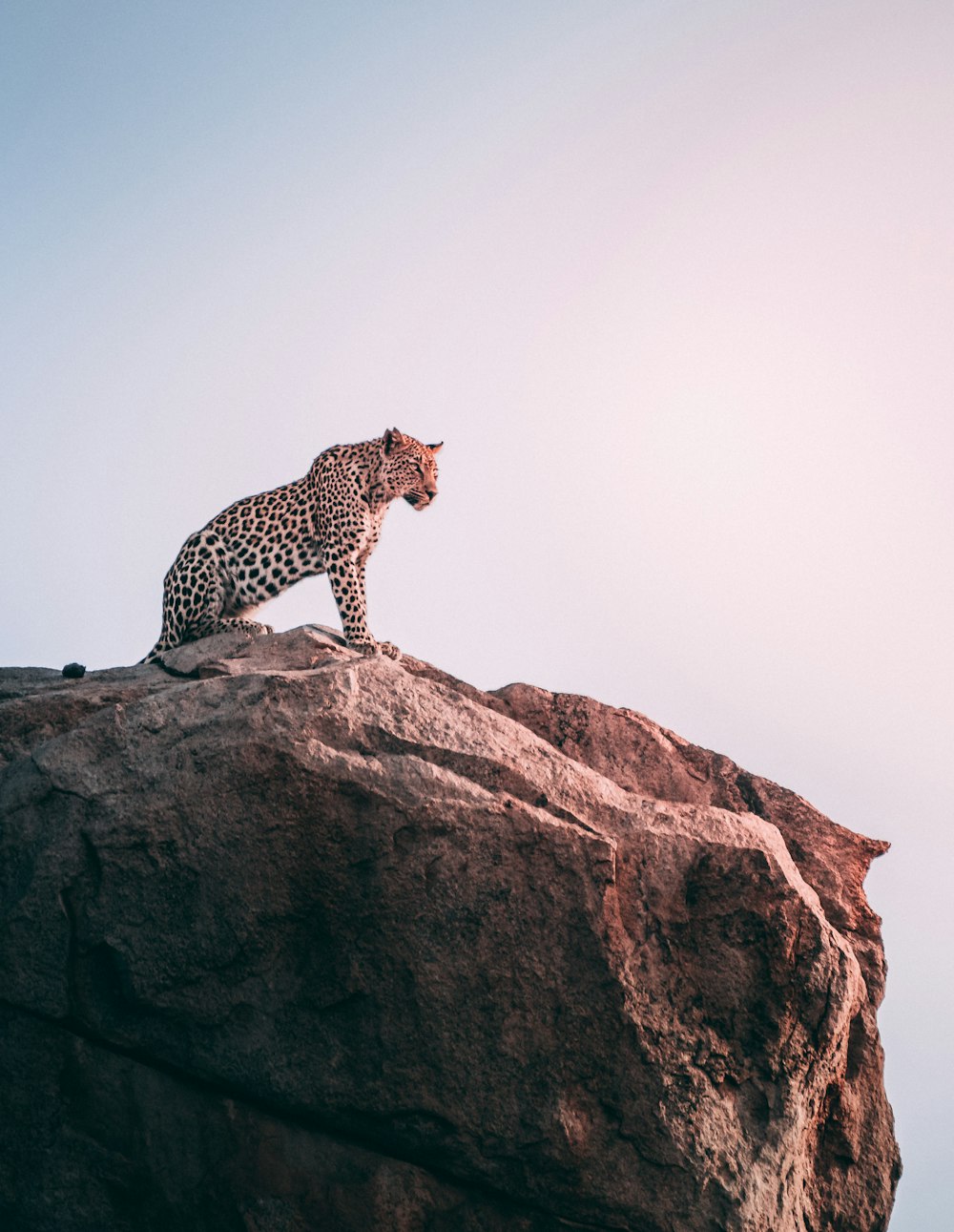 Leopardo marrom no topo da rocha cinzenta