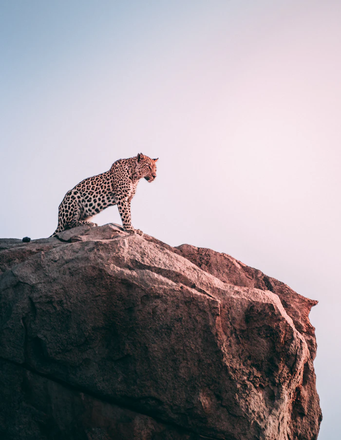 A cheetah surveying the plains from atop a rock