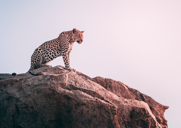 brown leopard on top of grey rock