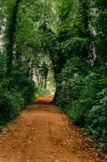 dirt road surrounded with trees