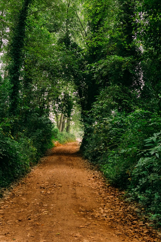 dirt road surrounded with trees in Fontinha Portugal