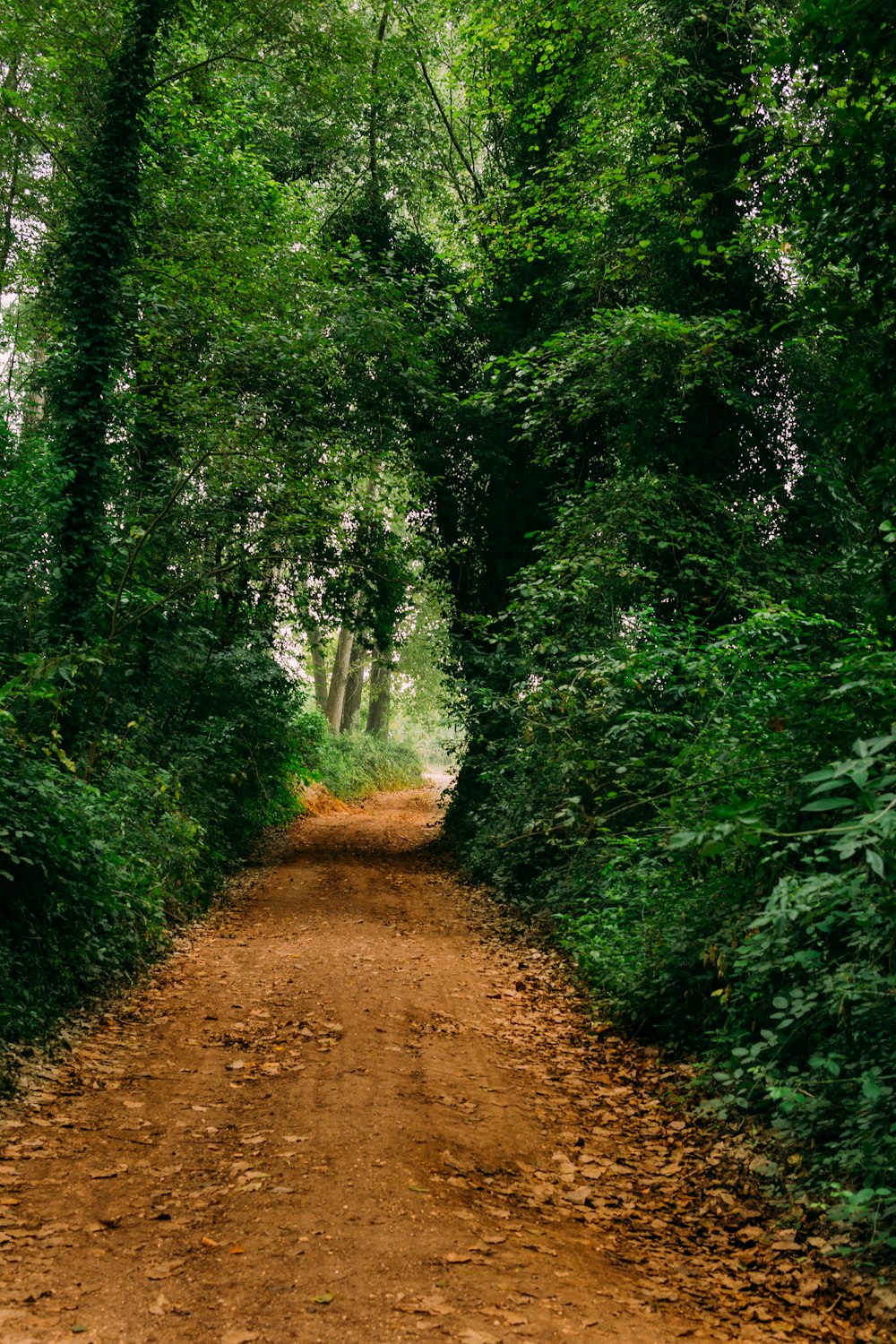 dirt road surrounded with trees