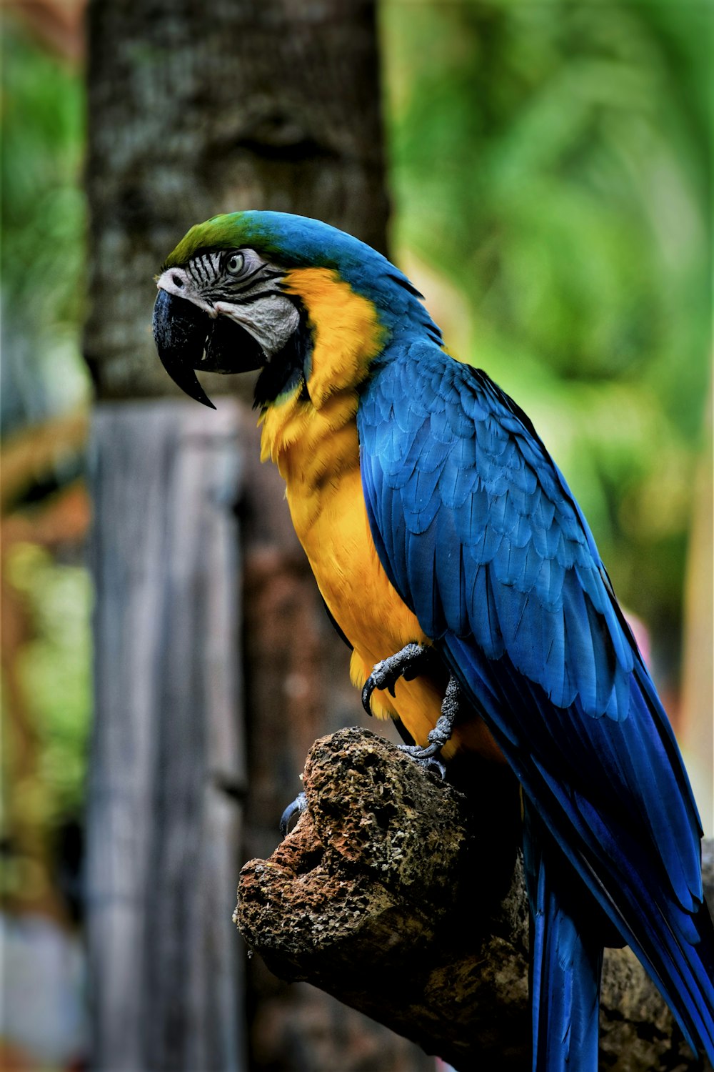 arara azul e amarela empoleirada no galho da árvore