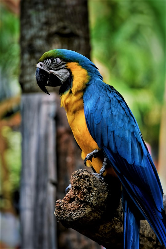 blue and yellow macaw perching on tree branch in Safari World Thailand