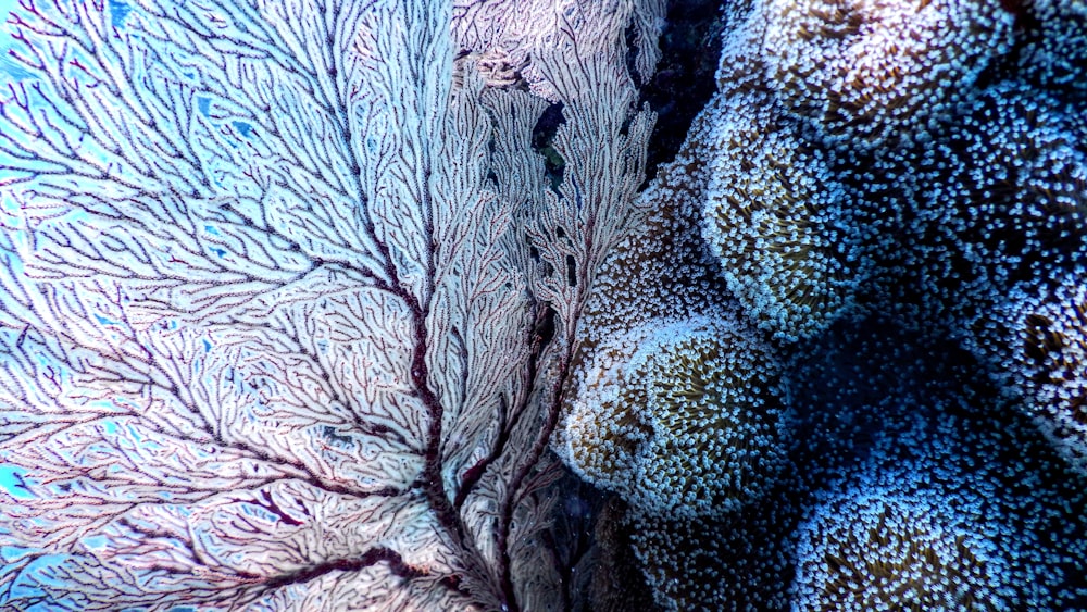 corales blancos y azules