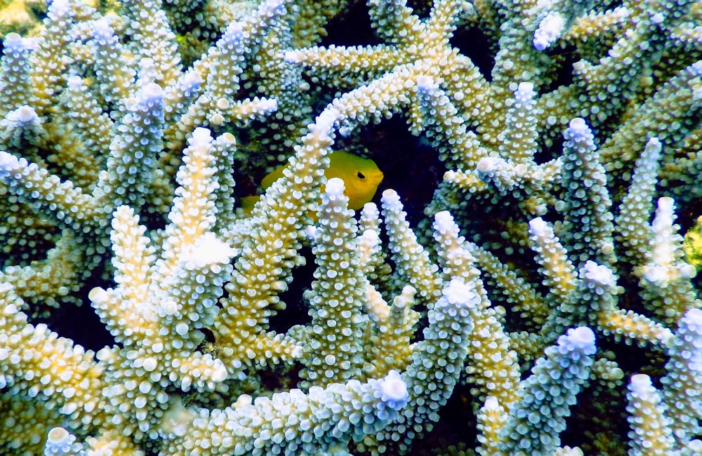 yellow pet fish